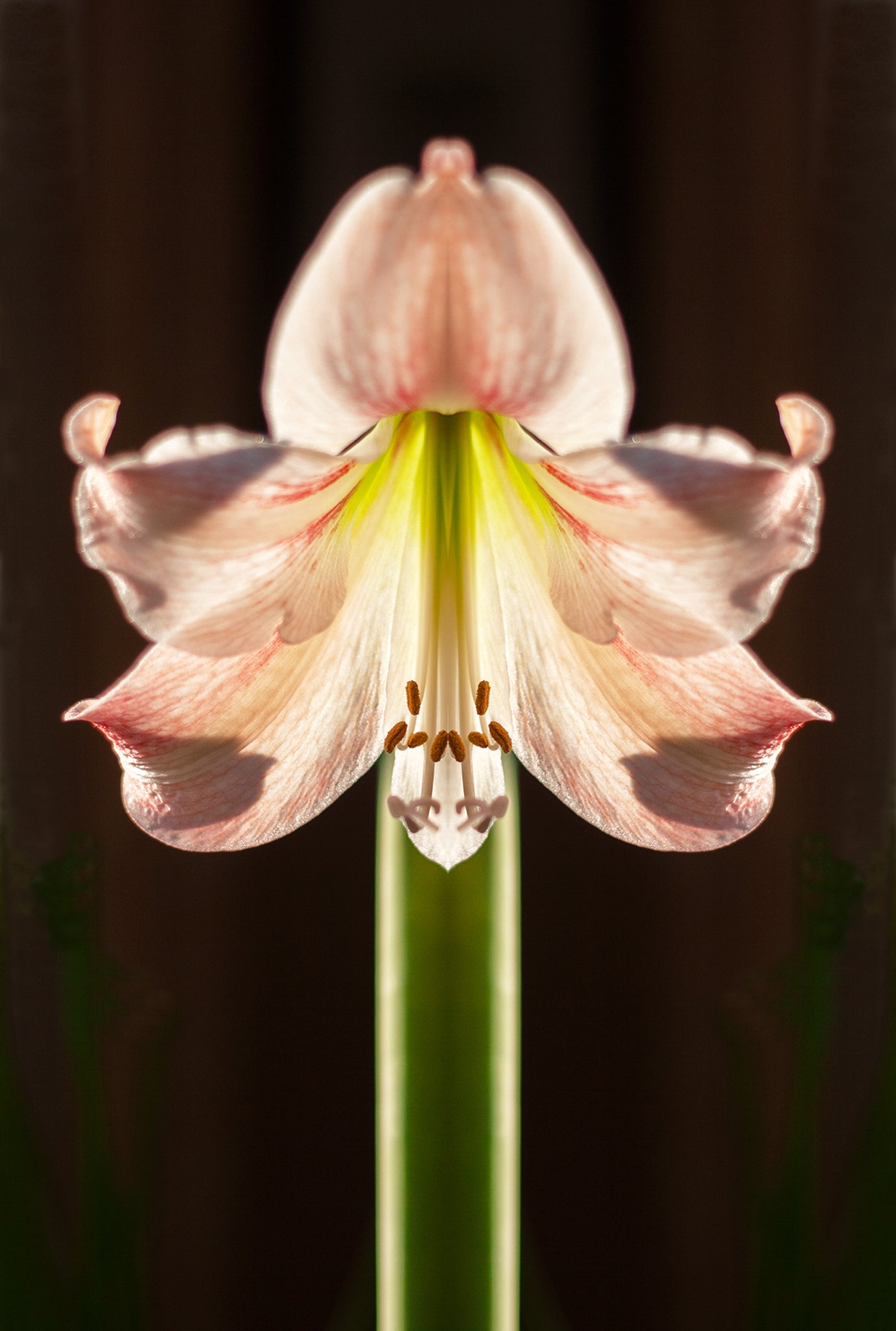 Floralabra