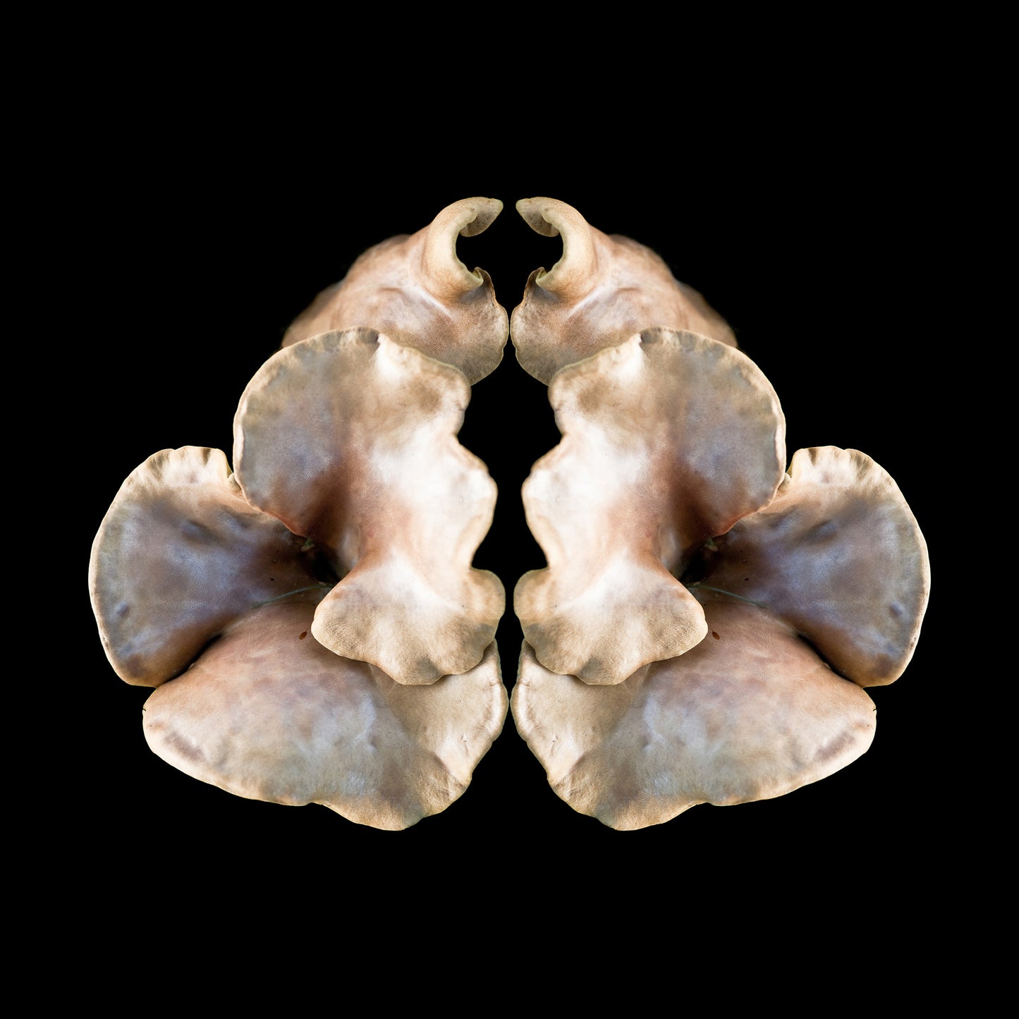 Enfolding