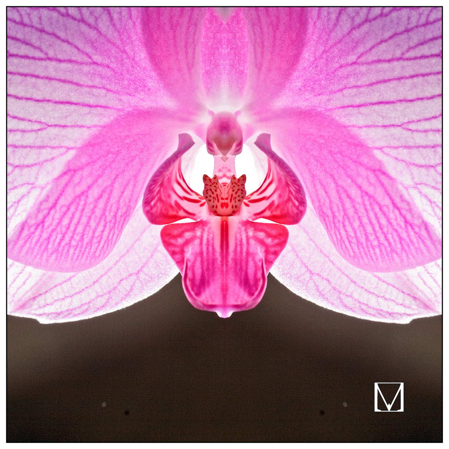 Magenta Queen