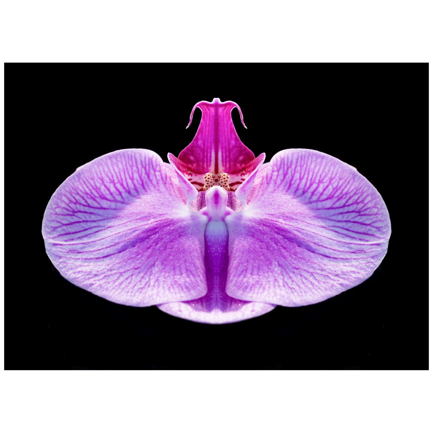 Orchid Angel